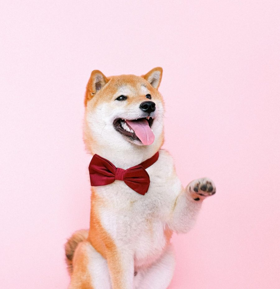 pexels-shvetsa-4587993